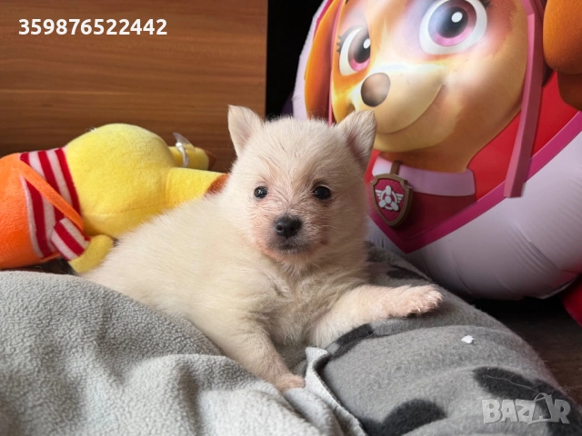 Померанчета , снимка 4 - Померан - 54131480