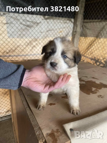 Каракачански кученца , снимка 3 - Каракачанска овчарка - 52618838