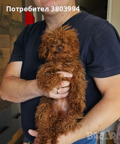 Червена прекрасна принцеса Тийкъп / той пуделче на 6 месеца 