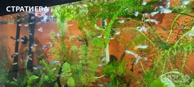 Гупи отглеждани в домашни условия., снимка 3 - Рибки - 50004944