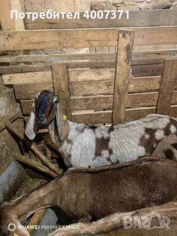 Чистокръвни англонубийски кози, снимка 8 - Кози - 52928016