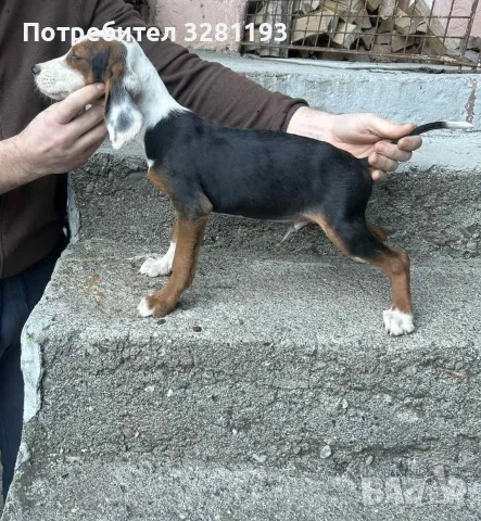 Трицветни гончета