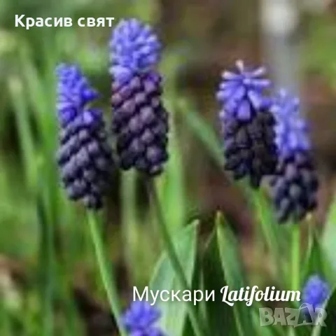 Луковици на 5 сорта мускари, снимка 2 - Градински цветя и растения - 56445864