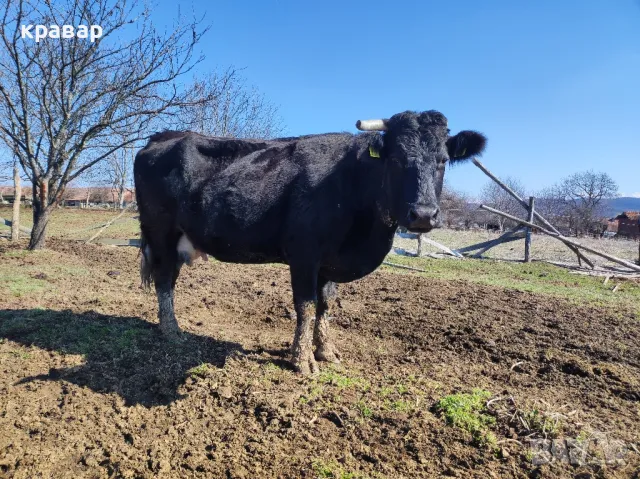 Бременни месодайни крави, снимка 6 - Крави - 47828621