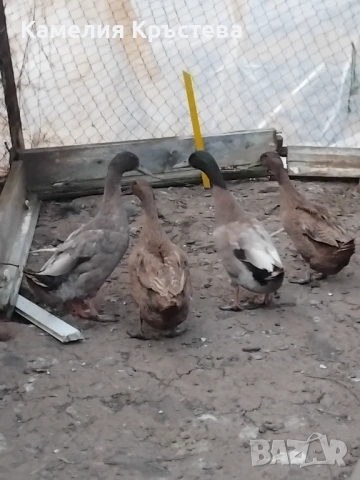 Каки кембъл, снимка 2 - Патици и гъски - 53938001