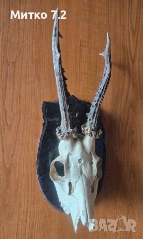 Трофей от сръндак, снимка 6 - Декорация за дома - 53984017
