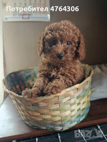 Пудел той, снимка 3 - Пудели - 53827299