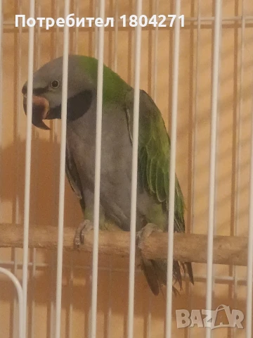 Китайски Александър , снимка 4 - Папагали - 51292952