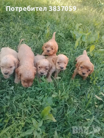 Продавам кученца кокер шпаньол , снимка 1
