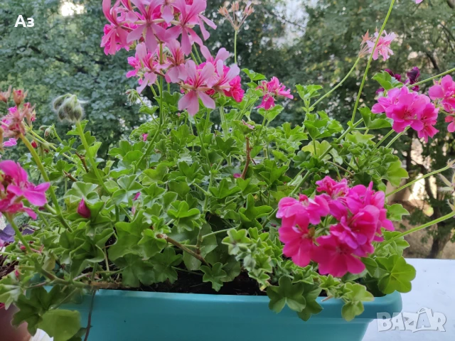 Продавам Висящи мушката (сакъзчета) в сандъчета - подготвени за обилен цъфтеж през пролетта, снимка 3 - Разсади - 51000596