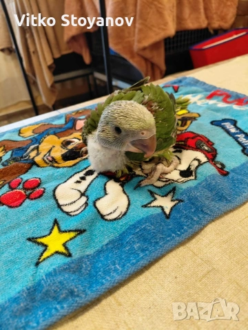 Ръчнохранени Големи Александри, снимка 4 - Папагали - 54096018