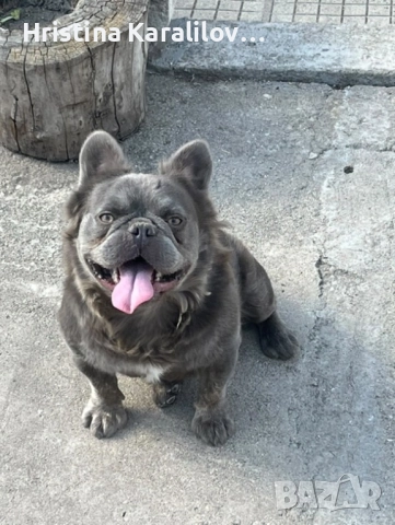 Френски булдочета, снимка 14 - Френски булдог - 52495348