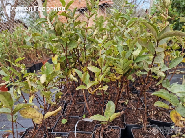 Лоницера Камчатика Войтек - Майска боровинка , снимка 5 - Градински цветя и растения - 51916074