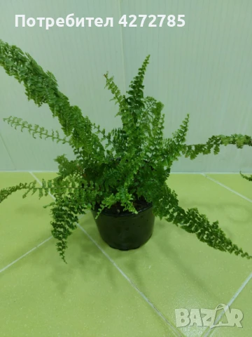 Къдрава папрат / Нефролепсис, снимка 2 - Стайни растения - 50851637