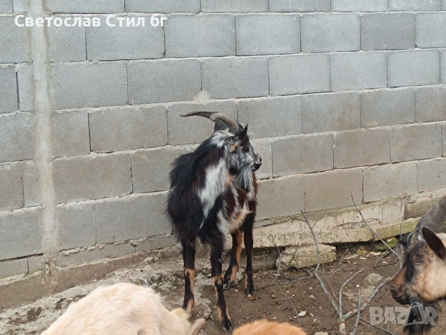 Мъжки ярета за Великден , снимка 2 - Кози - 54006933