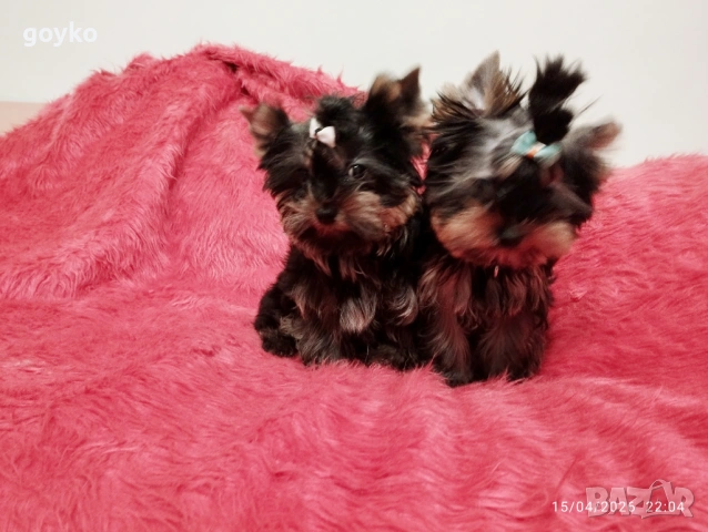 йоркширски териер, снимка 4 - Йоркширски териер - 54209188