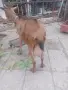 Коза на две козлета френски алпин, снимка 1