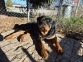 Ротвайлер за разплод, снимка 6