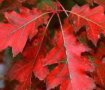 Американски червен дъб, снимка 7