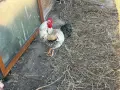 Млади петли кръстоска , снимка 3