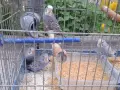 Продавам млади вълнисти папагали  и две млади корели, снимка 3