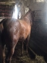 Млади коне, снимка 3
