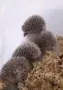 Декоративни мини таралежи , снимка 2