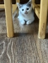 Подарявам котенце., снимка 2