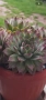 Сукуленти / Дебелец / Алпийска роза, снимка 17