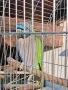 Продавам папагал японски Александър, снимка 2