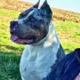 American Bully XL, снимка 8