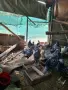 Сребърен виандот, снимка 10