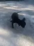Мини пинчер.... , снимка 7