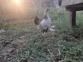 Джинки петлета и кокошка, снимка 1