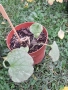Различни видове градински растения, снимка 8