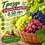 Продавам грозде различни сортове, снимка 1