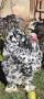 Продавам разплодни яйца от Мозаечна брама [Mottled Brahma], снимка 1