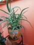Алое в декоративна саксия, снимка 4