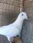Пощенски гълъби, снимка 9