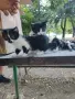 Подарявам котенца, снимка 5