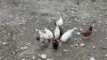 носачки и петле, снимка 1