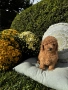 Мини пудел момче и момичета с генетични изследвания / Mini Poodles, снимка 4