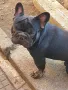 Френски булдог за разплод , снимка 5