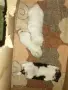 Пикинезиииииииии, снимка 1