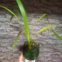 Финикова палма, снимка 1 - Стайни растения - 42747998