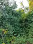 Продава земя със стара къща с. Ваксево, област Кюстендил, снимка 3