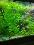 Живородни рибки , снимка 11
