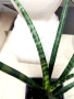 Сансевиера джудже бакуларис, снимка 2