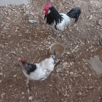 Семейство  кокошка и петел лакенфелдер, снимка 1 - други­ - 42095651