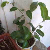 Фикус Бенджамина ( Ficus benjamina ) , снимка 14 - Стайни растения - 29520145